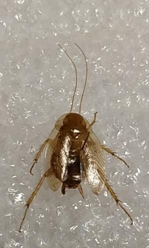 Réf. 275 042 : Ectobius sp.